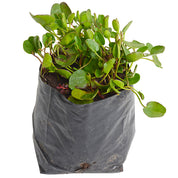 Falkia Repens