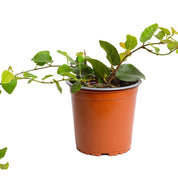 Ficus Repens
