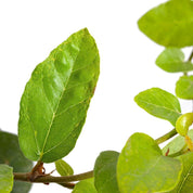 Ficus Repens