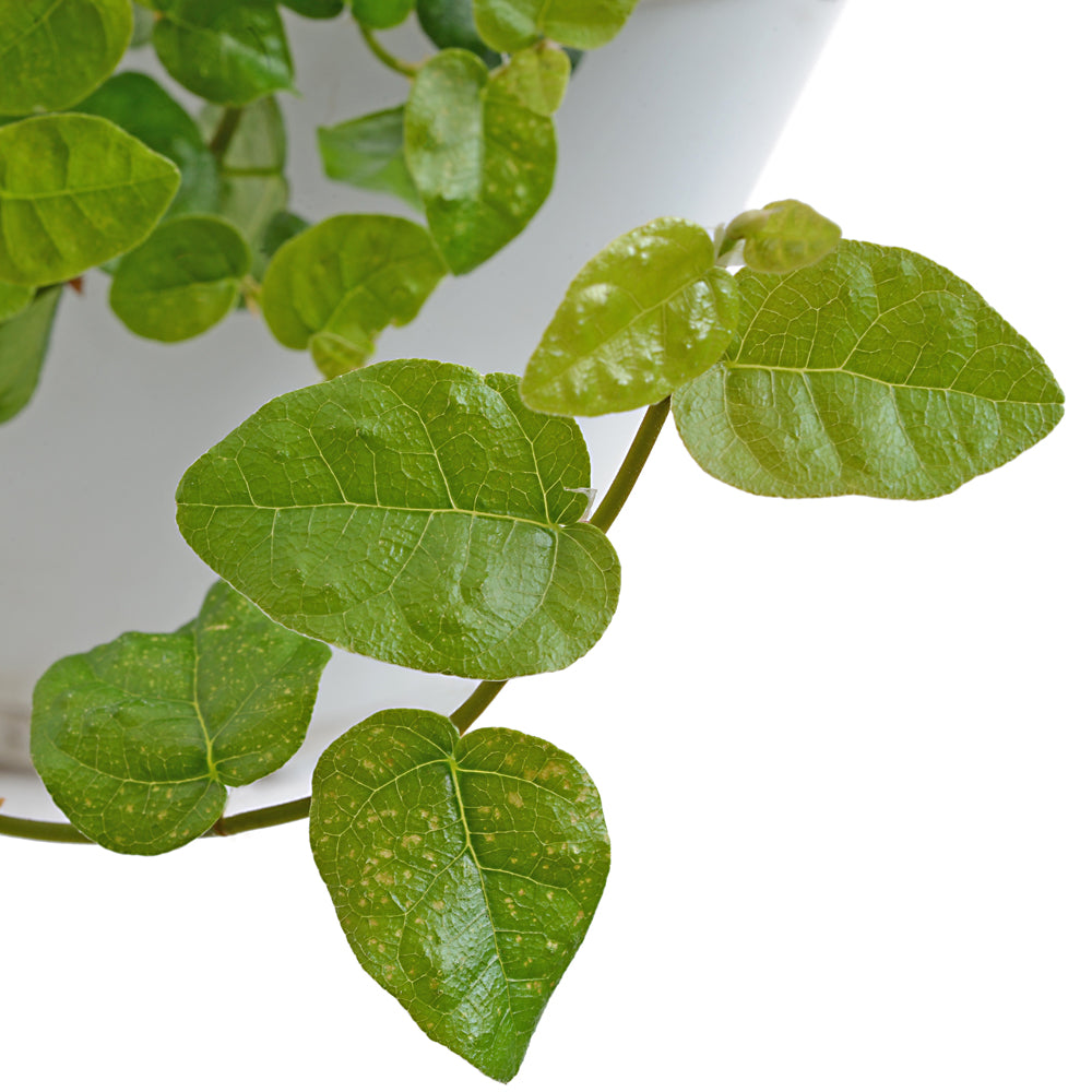 Ficus Repens