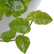 Ficus Repens
