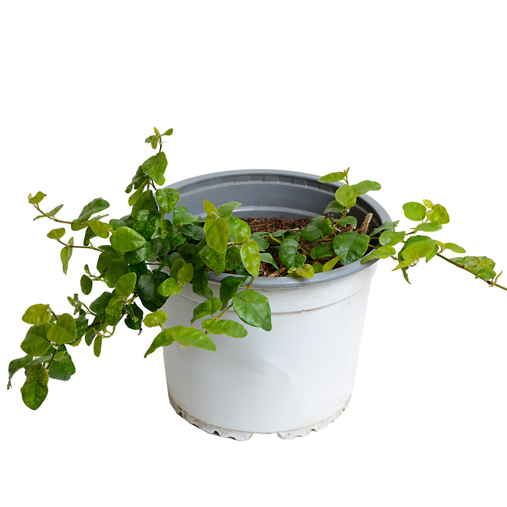 Ficus Repens