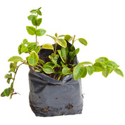 Vinca Minor Variegada