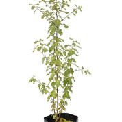 Pittosporum Nigricans