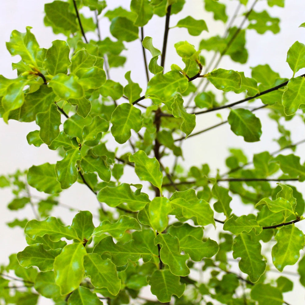 Pittosporum Nigricans