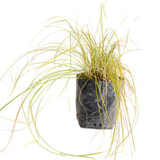 Carex Testacea