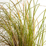 Carex Testacea