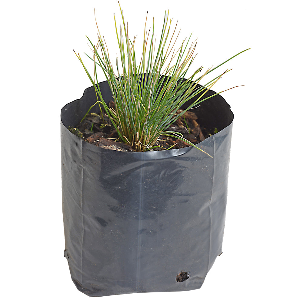 Blue Fescue Grass