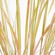 Anemanthele Lessoniana