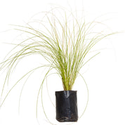 Carex Verde