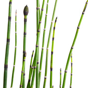 Equisetum