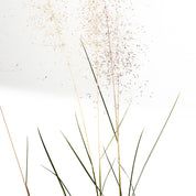 Mhulembergia Capilaris