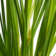 Paspalum