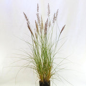 Pennisetum Ruppelianum