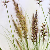 Pennisetum Ruppelianum