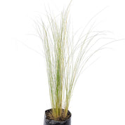 Stipa Tenuissima