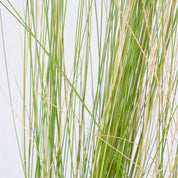 Stipa Tenuissima