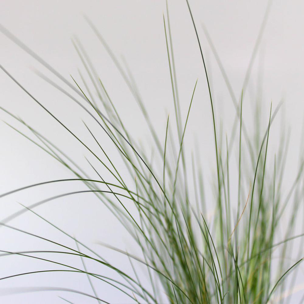Stipa Tenuissima