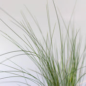 Stipa Tenuissima