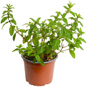 Cistus Rastrero