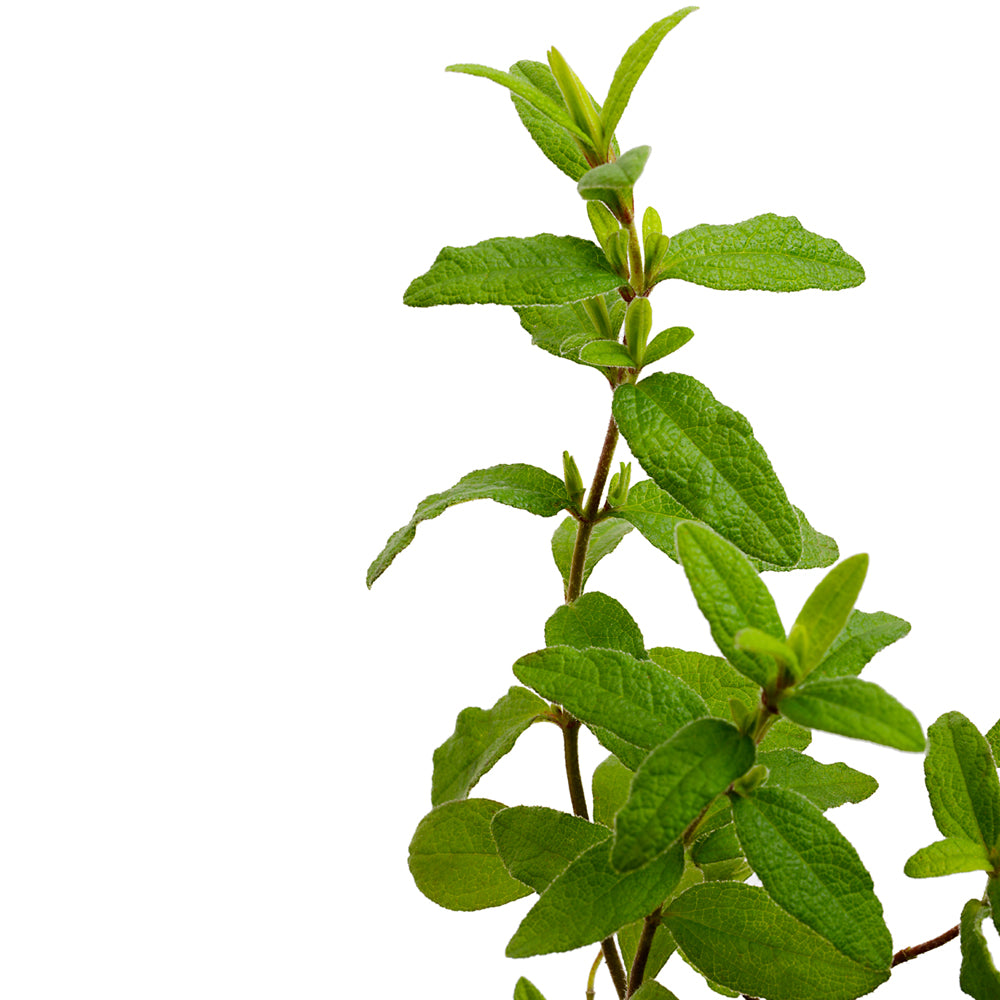 Cistus Rastrero