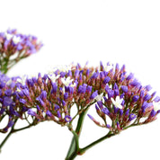 Limonium Perezzi