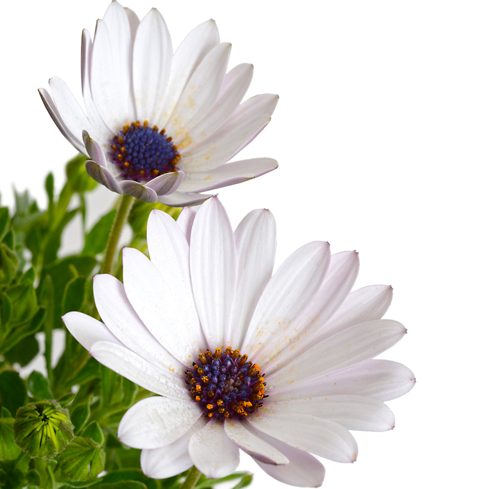 Osteospermum