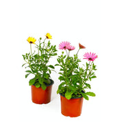 Osteospermum