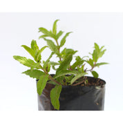 Menta