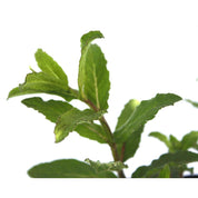 Menta