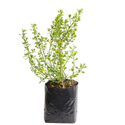 Baccharis Concava - Vautro