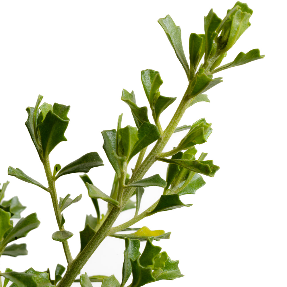 Baccharis Concava - Vautro