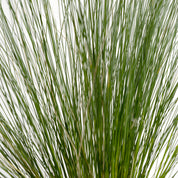 Nassella Leavissima