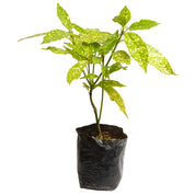 Aucuba Japonica