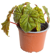 Begonia Rex