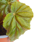 Begonia Rex