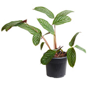Calathea Setosa