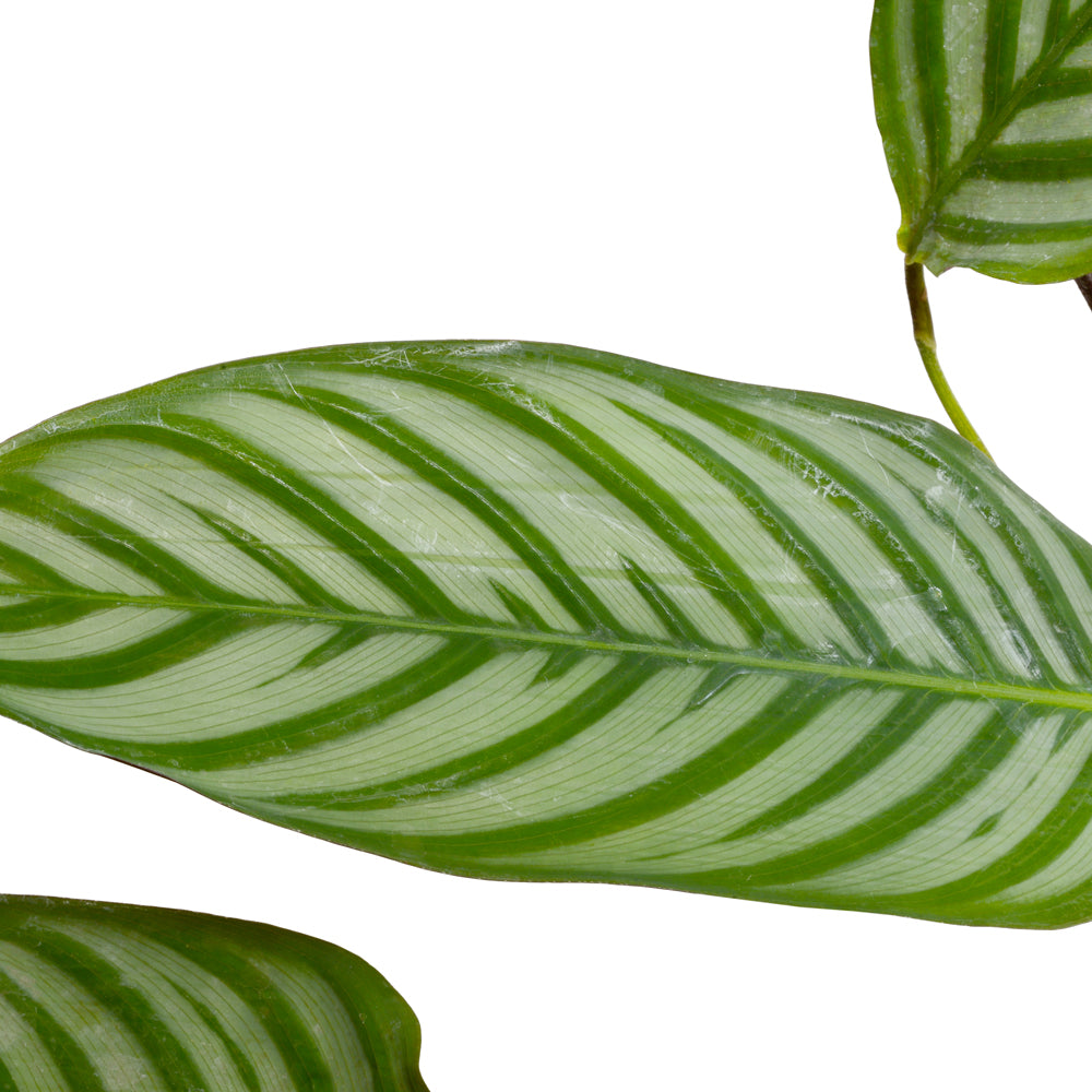 Calathea Setosa