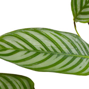 Calathea Setosa