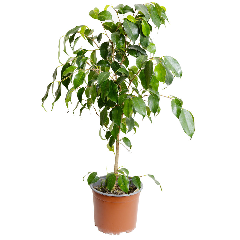 Ficus Benajamina