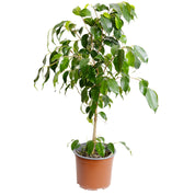 Ficus Benajamina