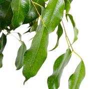 Ficus Benajamina
