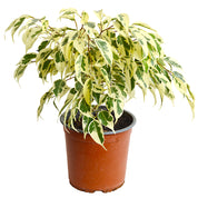 Ficus Hawaii