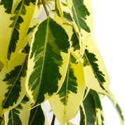 Ficus Hawaii