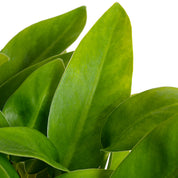 Longifolio Enano