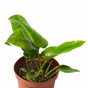 Longifolio