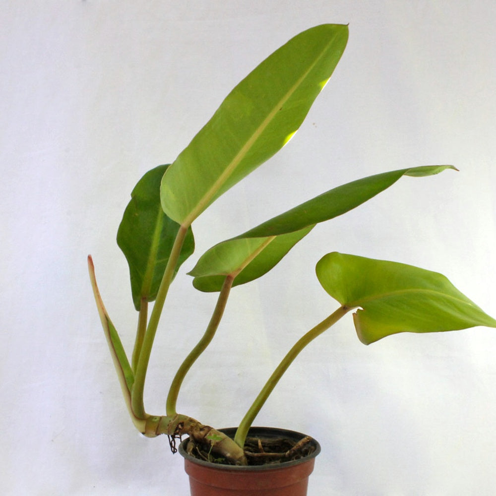 Longifolio