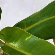 Longifolio