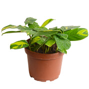 Marantha Arundinacea