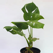 Monstera Deliciosa